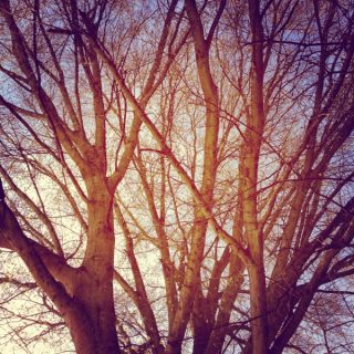 The Grapevine 4/15: From the Homeplace