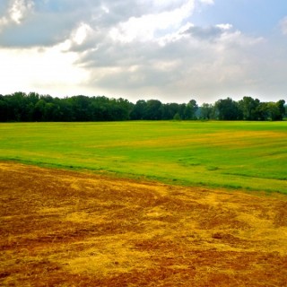 The Grapevine Farm
