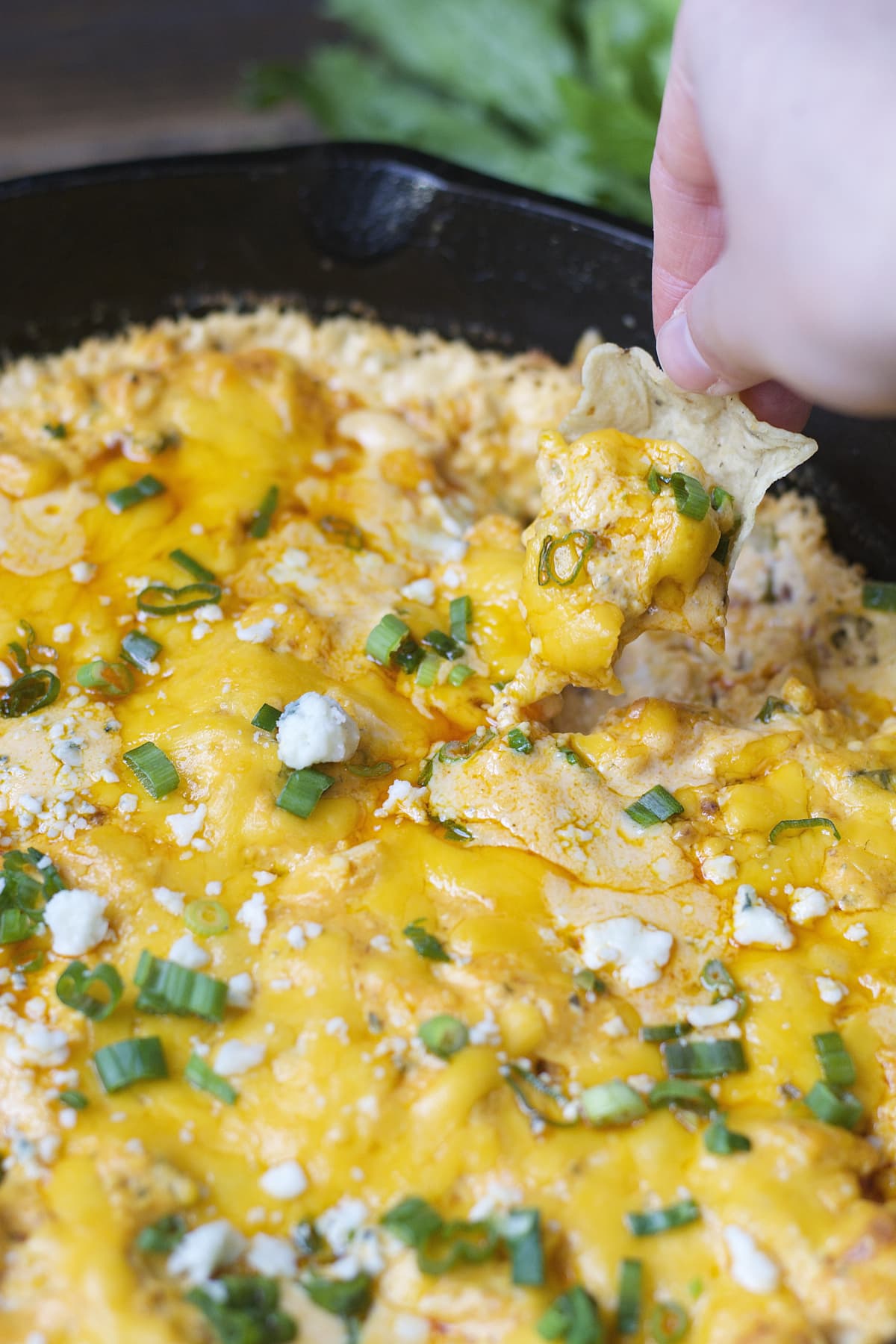 This Blue Cheese Bacon Buffalo Chicken Dip is packed with tangy buffalo sauce, crunchy celery, salty bacon, loads of cheese and shredded chicken! This is the ultimate game day appetizer and it deserves every scoop!